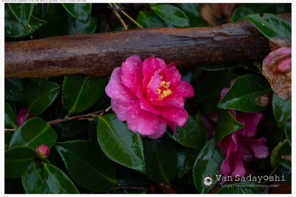 原点にかえって・オートホワイトバランスは引っ張られる