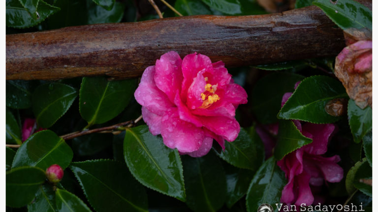 原点にかえって・オートホワイトバランスは引っ張られる