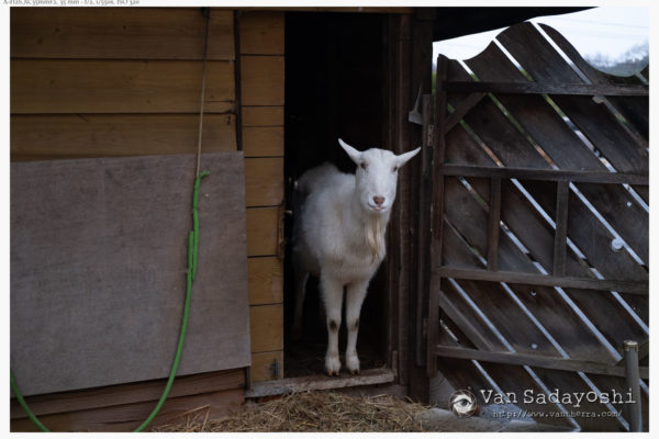 動きのあるポーズ