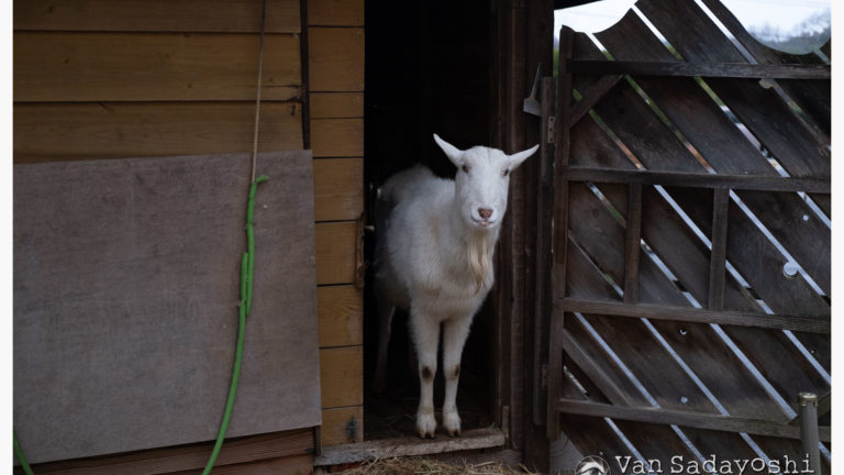 動きのあるポーズ