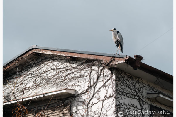 レンズレビューの作例の見方