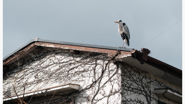 レンズレビューの作例の見方