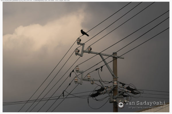 点景としての鳥