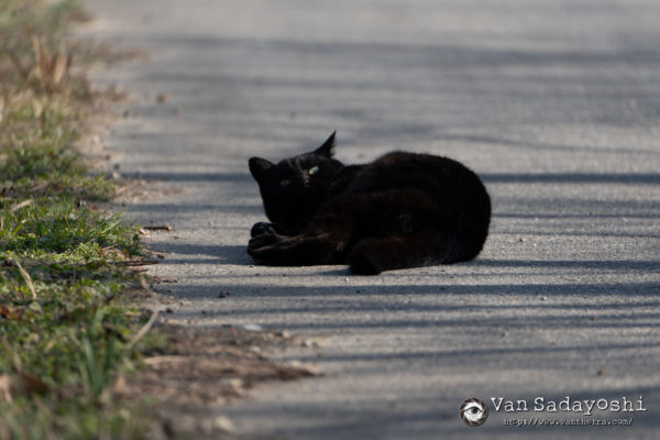 分離しない望遠レンズ