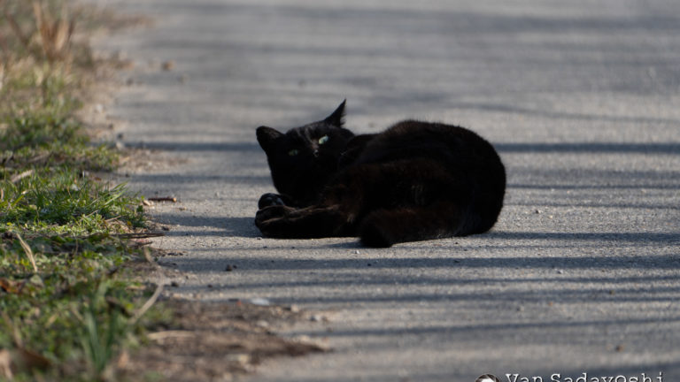 分離しない望遠レンズ