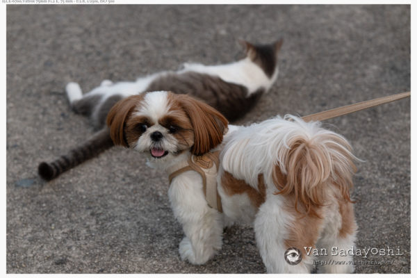 珍しいもの見せ競争に堕しがち