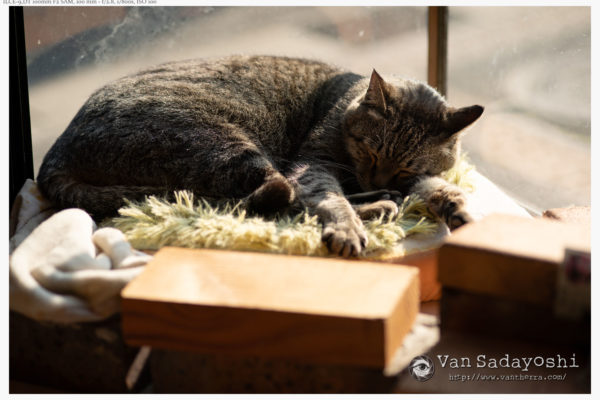 まろちゃん撮りの葛藤