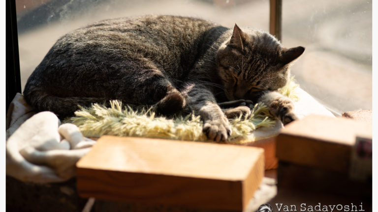 まろちゃん撮りの葛藤