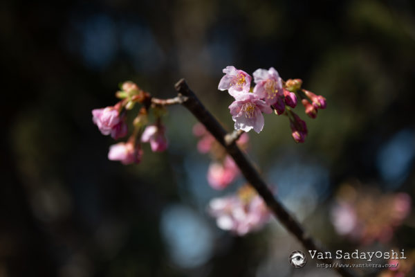 人みちみち過ぎると撮れないよ