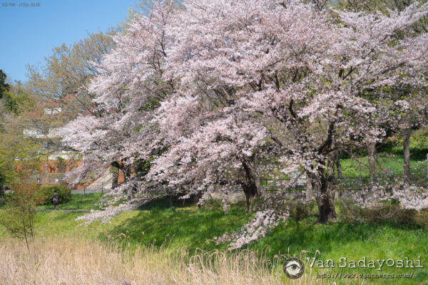 NAS停止＆早ければ今日中に復帰しますのお知らせ