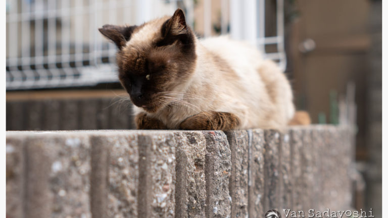 コントラストAFと位相差分AFの画質