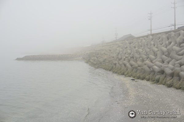 霧ってあんがい濃淡が見えるんだな